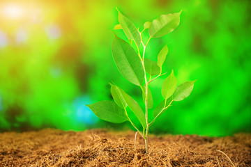 Environment Day, Earth Day. Sprout in the soil against the backdrop of greenery, bright sunlight. The concept of spring, summer, planting, nature protection. Copyspace.