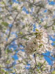 Flowering branch of apple in sun day on spring