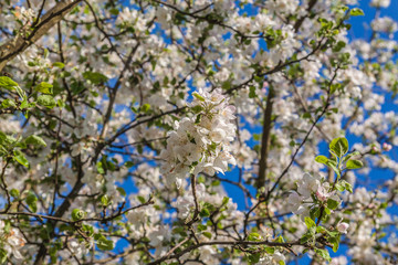 Flowering branch of apple in sun day on spring