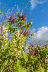 Blooming dark purple and  white double  lilac   against the sky
