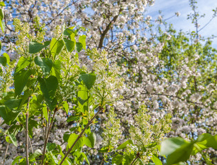 Blooming white lilac in garden