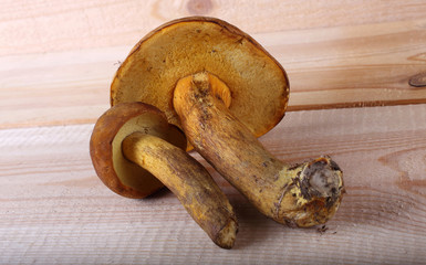 Boletus mushrooms on table