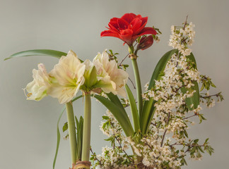 Blooming hippeastrum (amaryllis) and cherry branches on a gray background