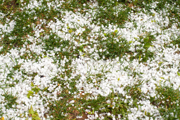 Severe weather. Hail on green grass