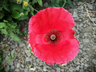 Red poppy on a green background.