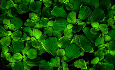 green duckweed on black water surface