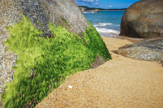 Moss on the rocks at KheaKhea Beach The sea in Panare District Pattani, Thailand.