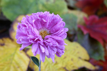 Chrysanthemum and autumn leaves