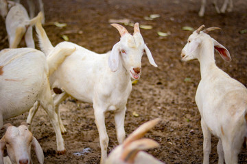 The flock of domestic goats risen for its milk.