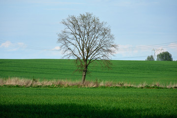 Drzewo na polu wiosną