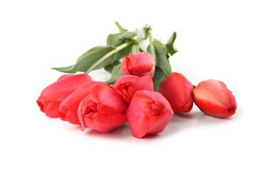Red tulips isolated on white