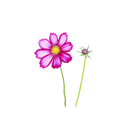 Mexican aster blooming and cosmos flowers bud  isolated on white background , clipping path macro