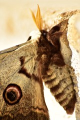 Big Falena on a step