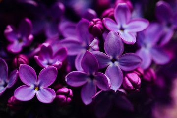 Fototapeta na wymiar Spring flowering lilac. Macro shot of lilac flowers.