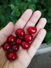 Red ripe round cherry berries on a green background.