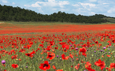 Obraz premium Poppy field in Crimea, Beautiful landscape with a poppy field, bright scarlet flowers in nature, spring landscape with flowers