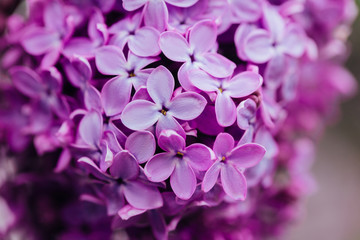 Fototapeta premium Spring flowering lilac. Macro shot of lilac flowers.