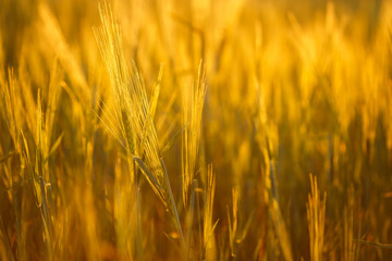 Ripe wheat on the field at sunset