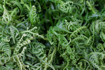 Fototapeta na wymiar Fresh Paco Fern or Small Vegetable fern for background.