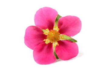 Fototapeta na wymiar Pink strawberry flower isolated on white background