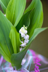 Muguet en fleurs