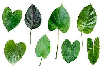 Green leaves isolated on white ,Tropical foliage