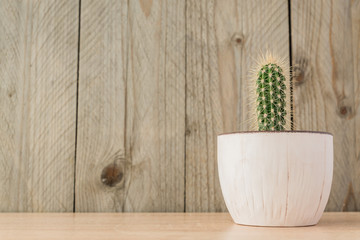 Small potted cereus cactus on wooden background. Domestic gardening, rustic style, copy space for text.