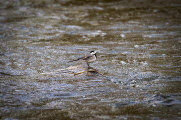 Beautiful black and white bird, Male of White Wagtail (Motacilla alba) standing on branch showing its side profile in nature of Czech Republic