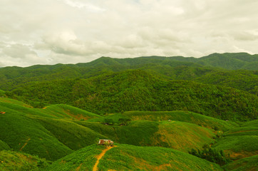 Landscape of Mountain corn in Phrae province northern region of Thailand