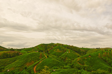 Landscape of Mountain corn in Phrae province northern region of Thailand