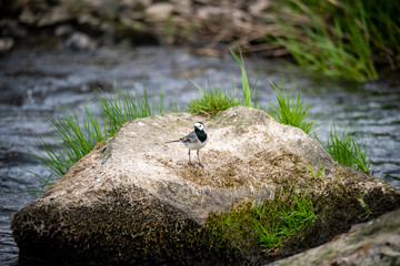 Beautiful black and white bird, Male of White Wagtail (Motacilla alba) standing on branch showing its side profile in nature of Czech Republic