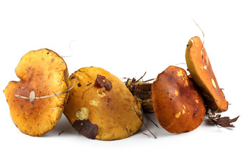 Boletus mushrooms isolated on white