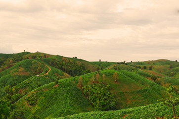 Fototapeta na wymiar Landscape of Mountain corn in Phrae province northern region of Thailand