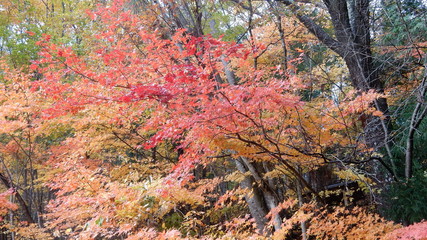 紅葉