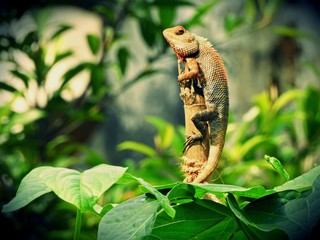 lizard on a tree