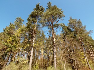 KODAK Digital Still Camera