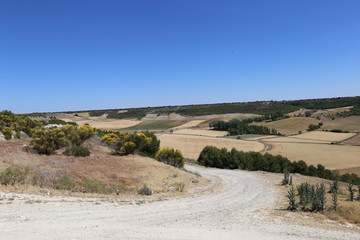 Paisaje de cultivos