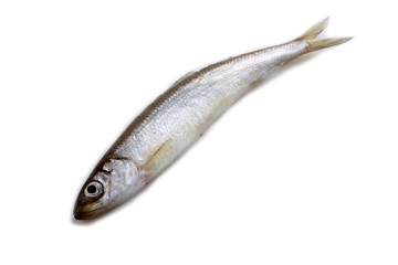 Fototapeta premium Smelt fish isolated on white