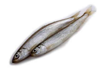 Smelt fishes isolated on white