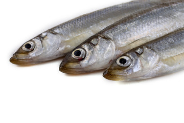 Smelt fishes isolated on white