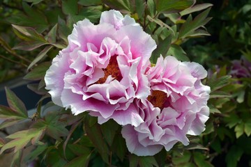 Rhodedendron