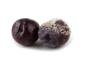 Rotten plums