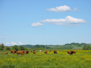 Naklejka na ściany i meble A herd of cows on a green pasture..