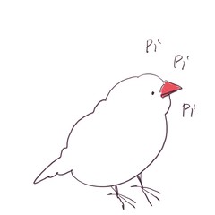 白背景で横向きで鳴く文鳥（カラー）