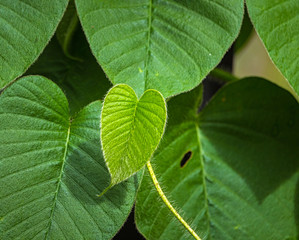 Heart shaped leaves,green nature background