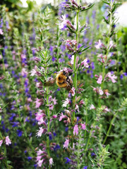 The bumblebee insect sits on pink flowers.