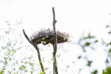 A stork sit in its nest on a tree, in the spring , hey-key, with leafs in background