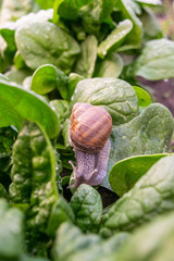 snail on a spinach leaf