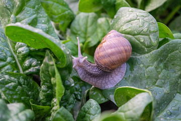 snail on a spinach leaf