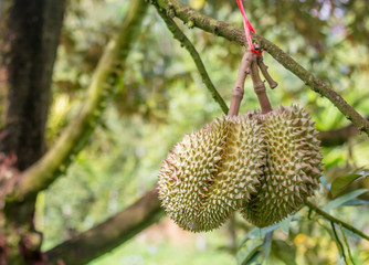 Monthong durian waiting for harvest on the tree in the farmer's garden is thailand's most famous fruit.